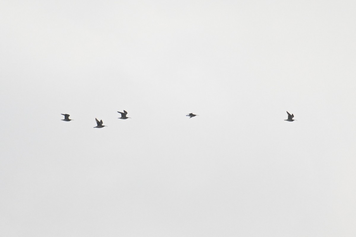 Whimbrel - ML642370474