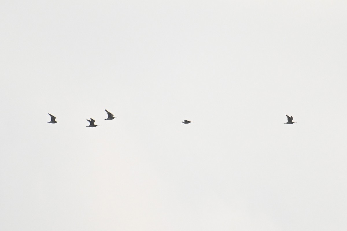 Whimbrel - ML642370475