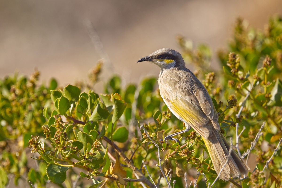 Singing Honeyeater - ML642370476