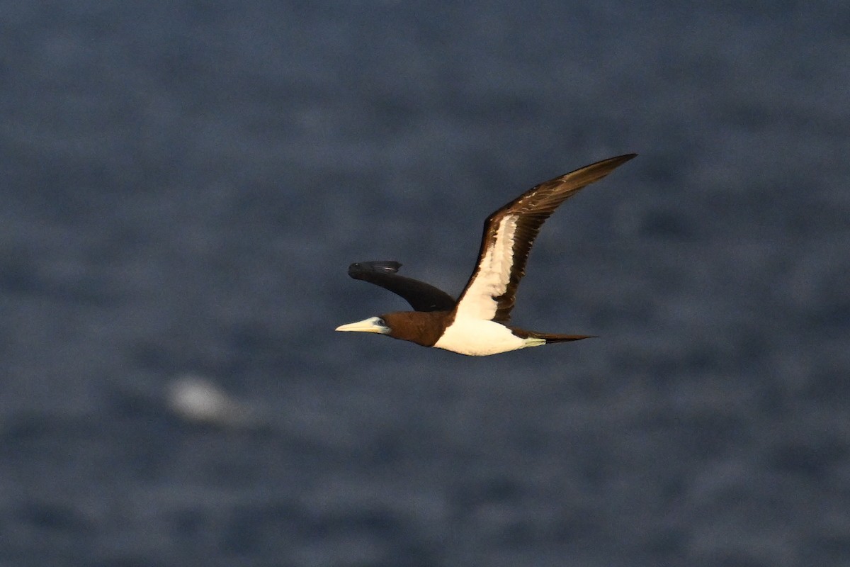 Brown Booby - ML642370479