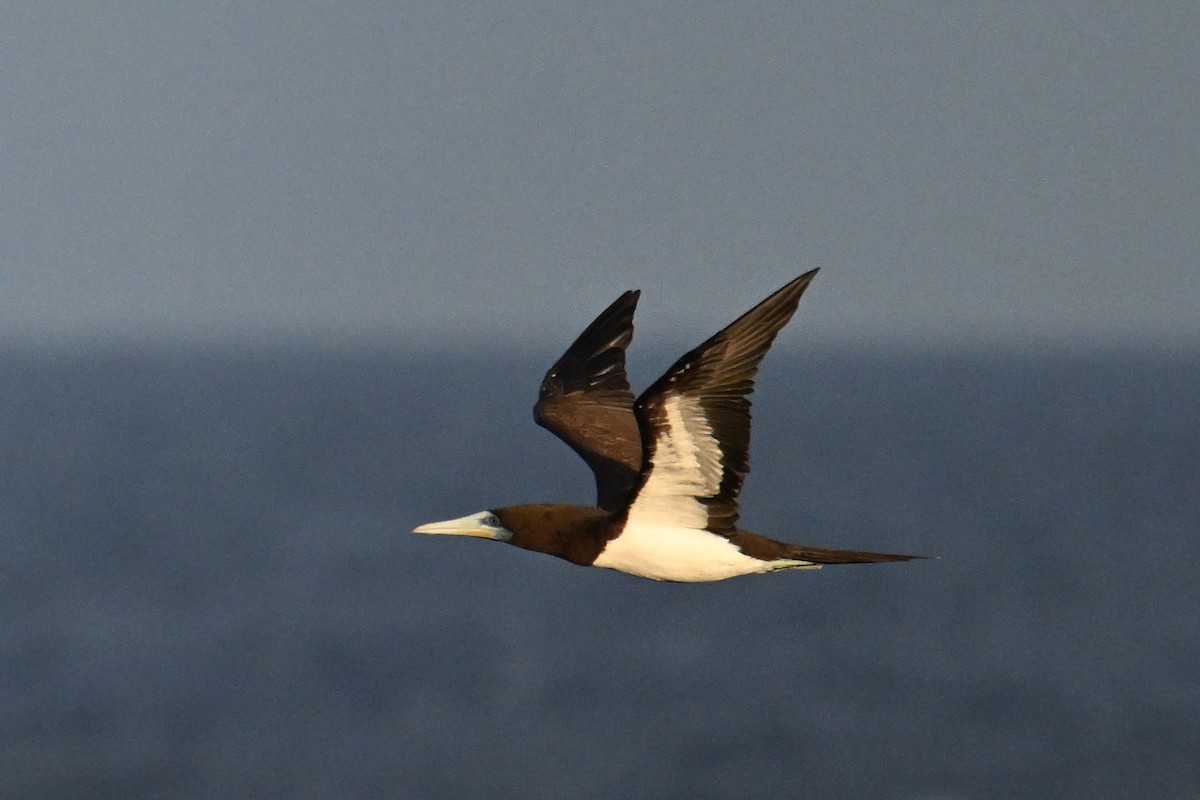 Brown Booby - ML642370480