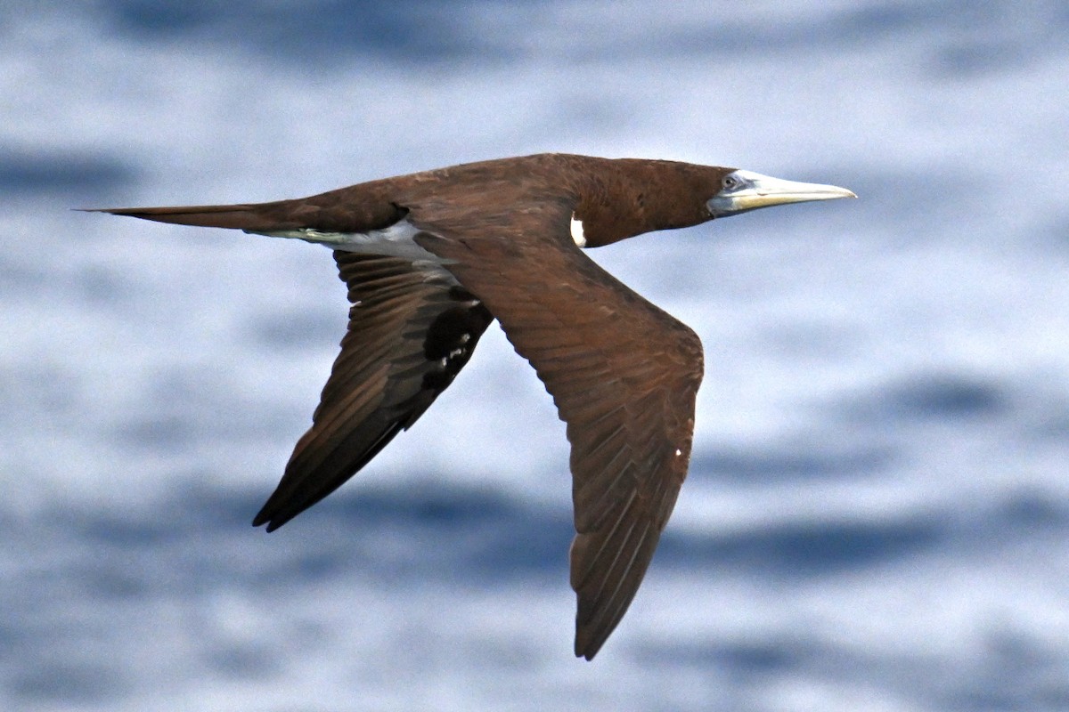 Brown Booby - ML642370482