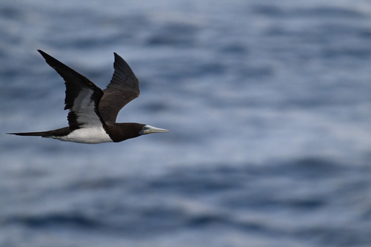 Brown Booby - ML642370483
