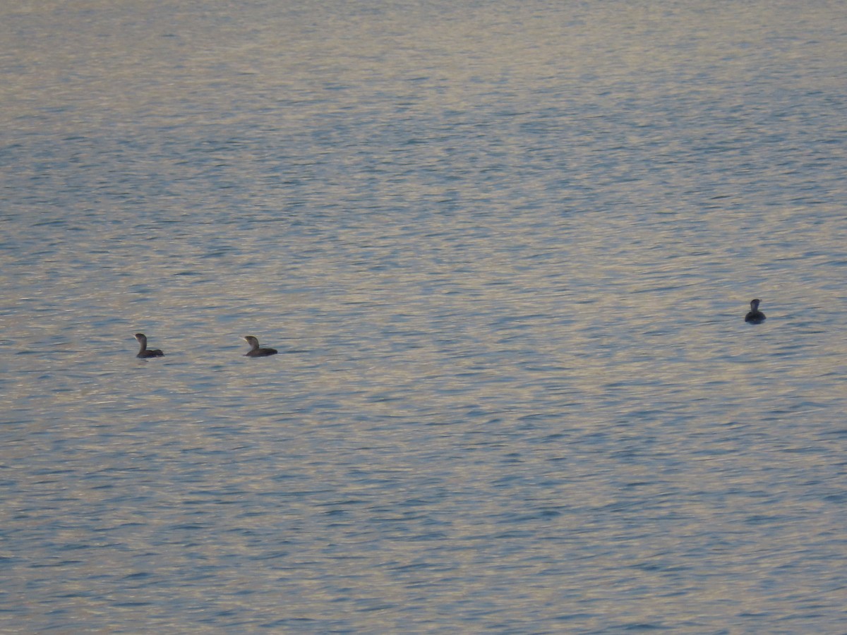 Cormorano - ML642370488
