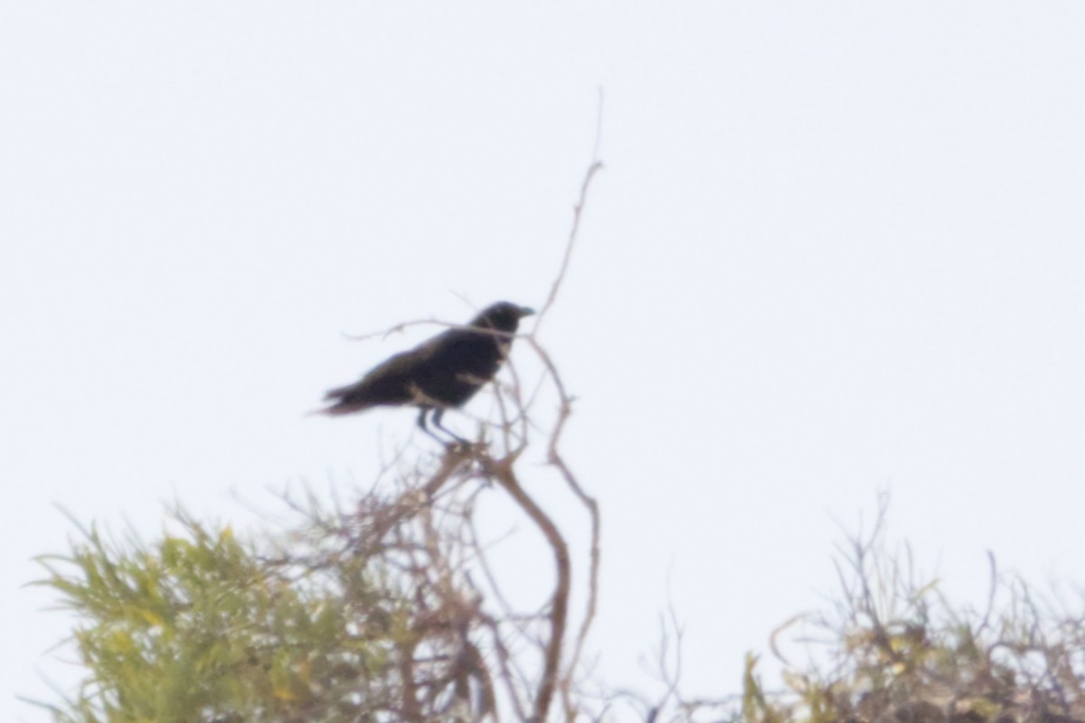Little Crow - ML642370496