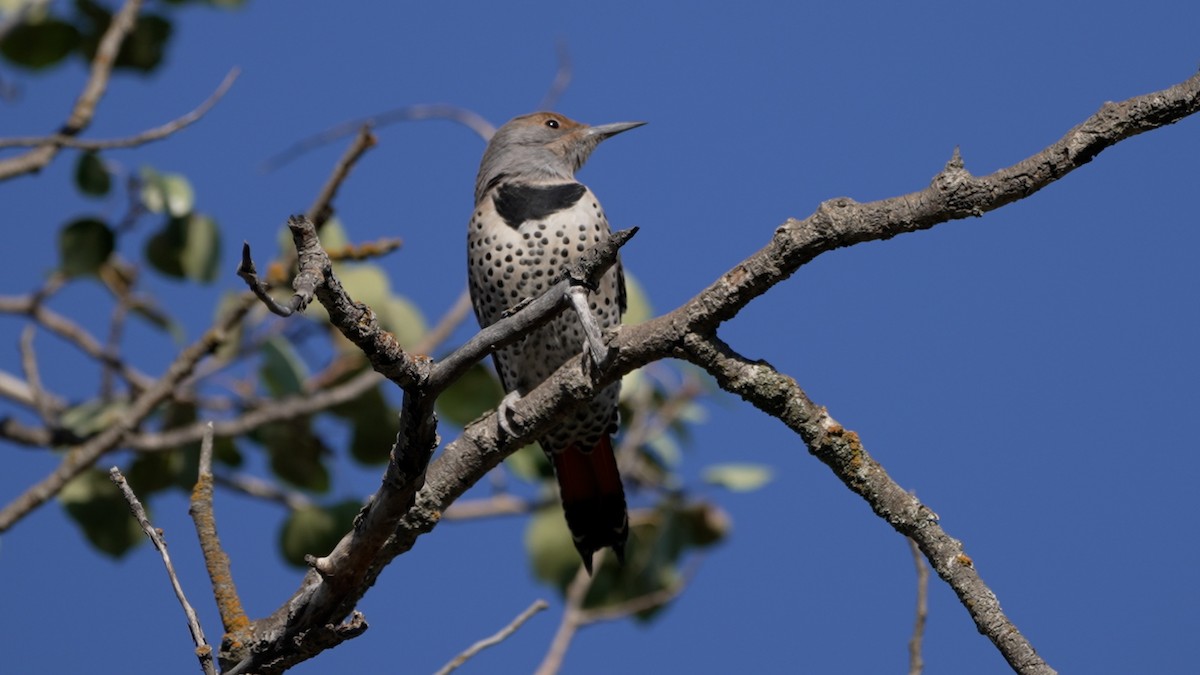 Northern Flicker - ML642370499