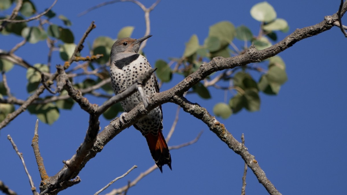 Northern Flicker - ML642370500