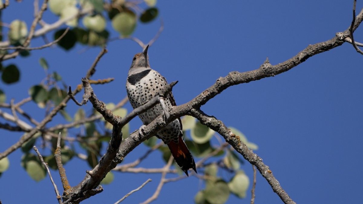 Northern Flicker - ML642370501