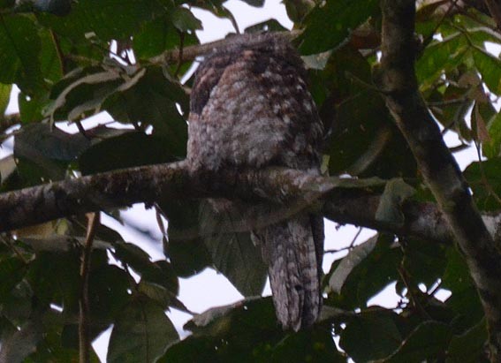 Great Potoo - ML642370502