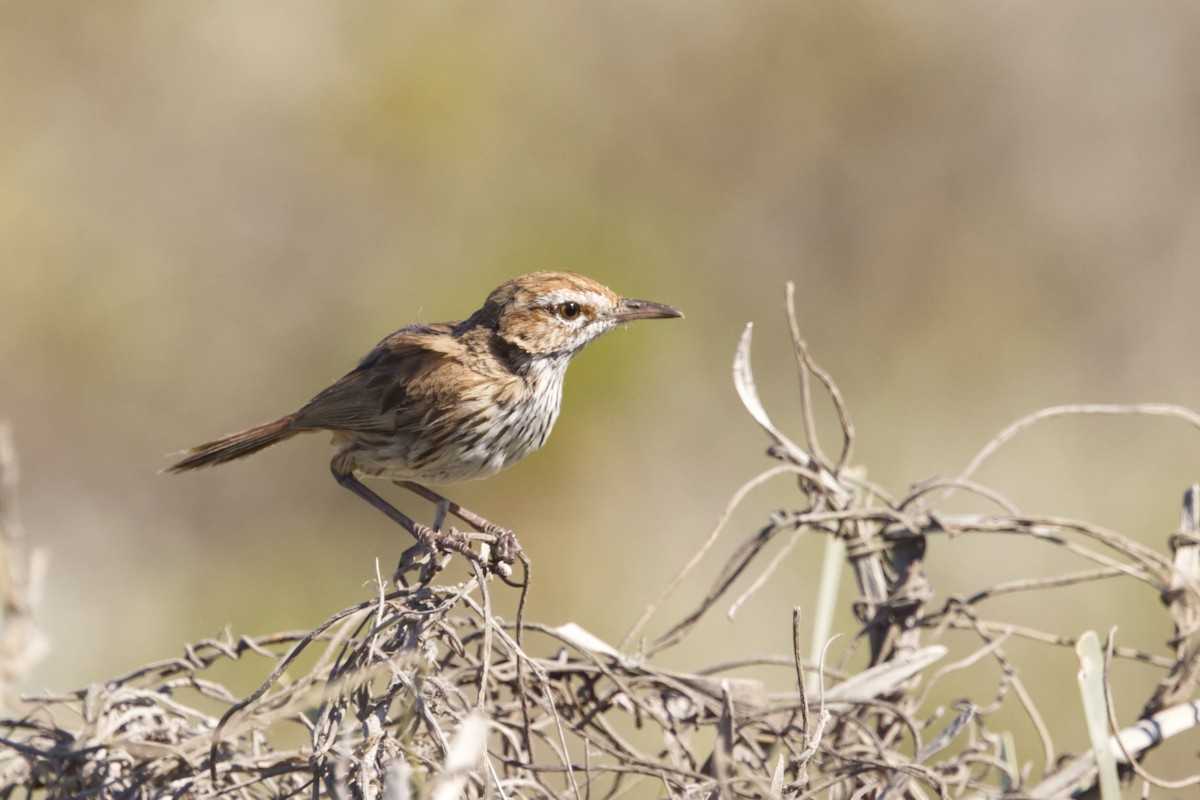 Rufous Fieldwren - ML642370527