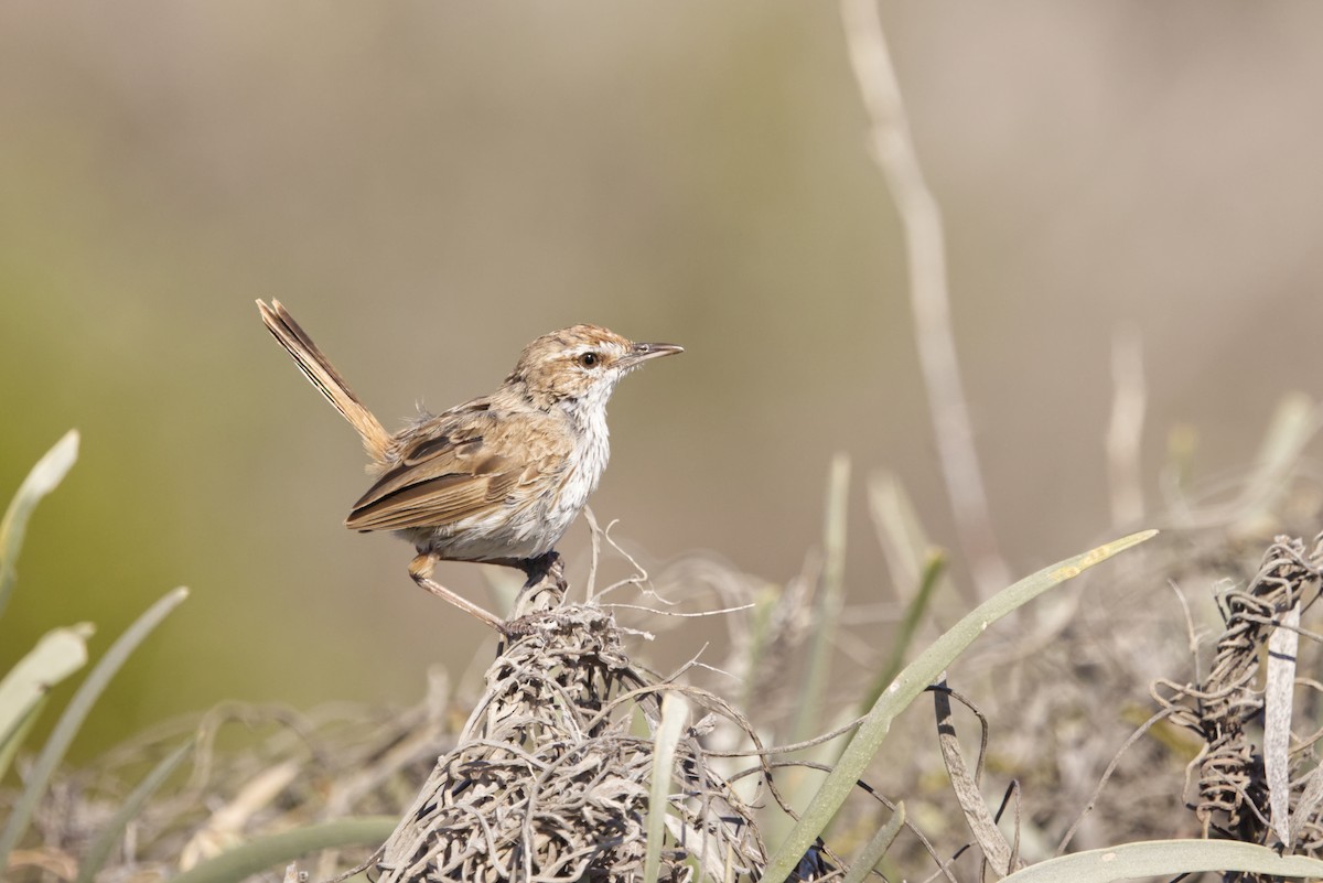 Rufous Fieldwren - ML642370536