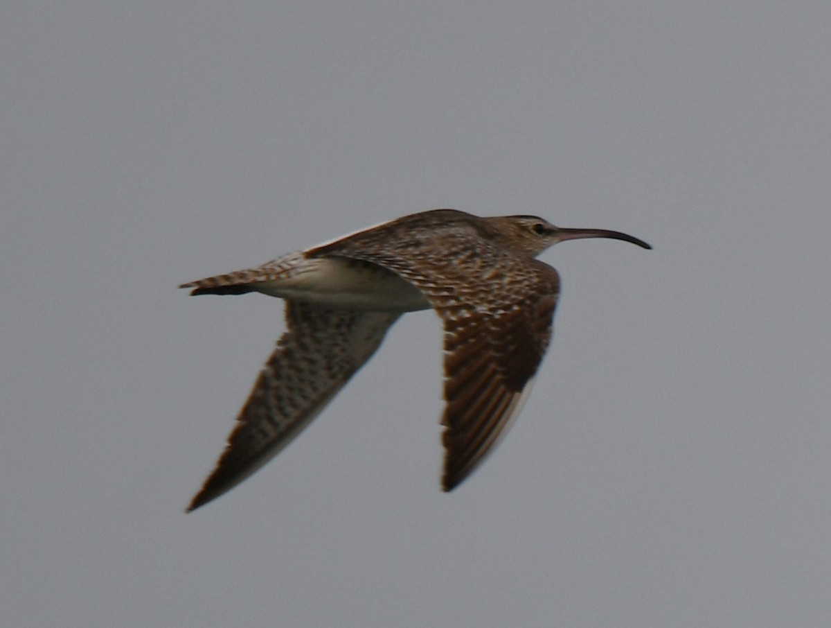 Whimbrel - ML642370578