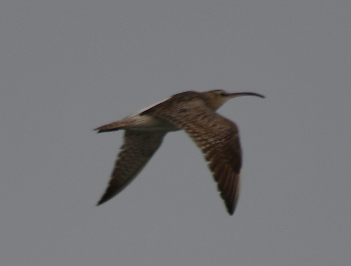 Whimbrel - ML642370579