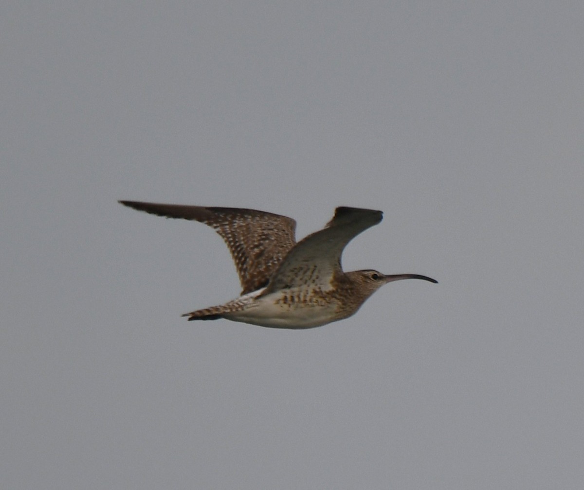 Whimbrel - ML642370580