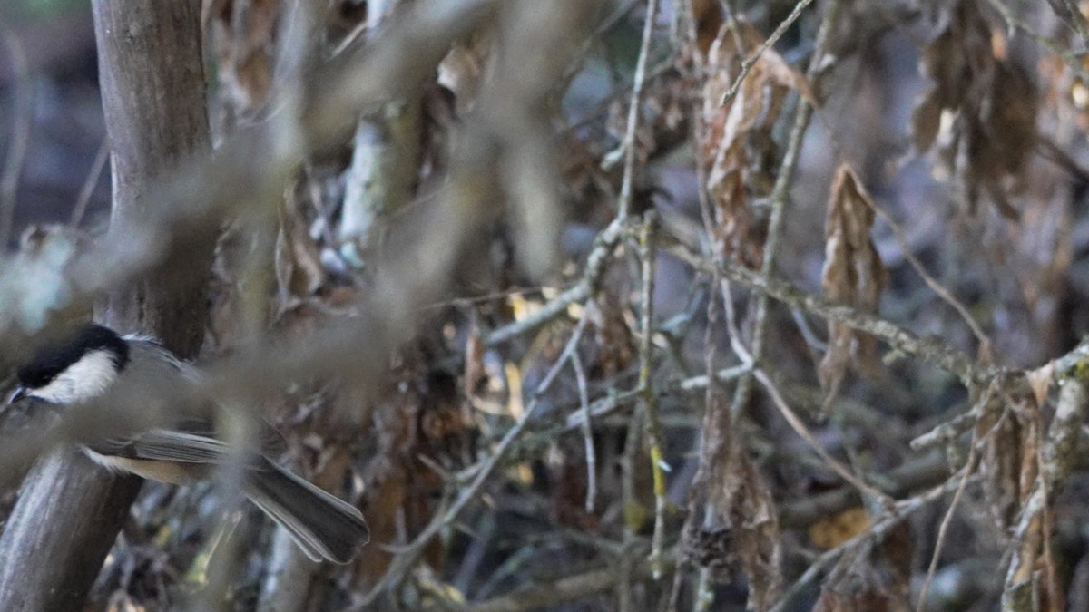 Black-capped Chickadee - ML642370609