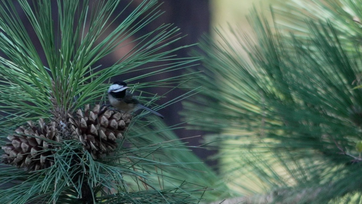 Black-capped Chickadee - ML642370610