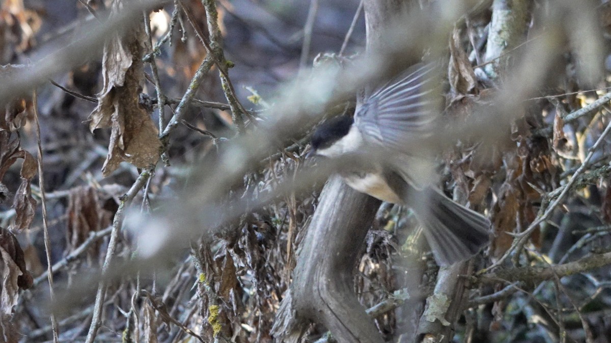 Black-capped Chickadee - ML642370611