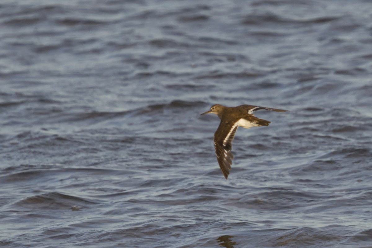 Common Sandpiper - ML642370615