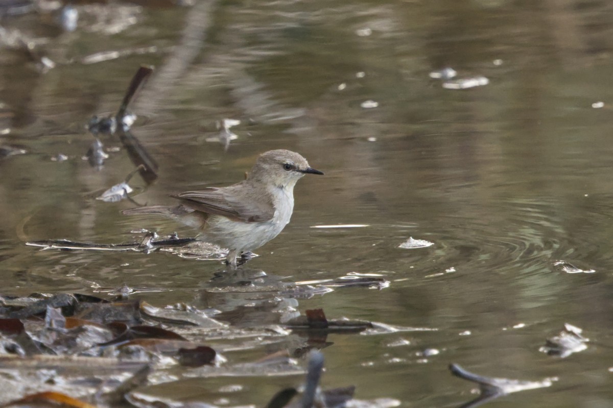 Dusky Gerygone - ML642370617