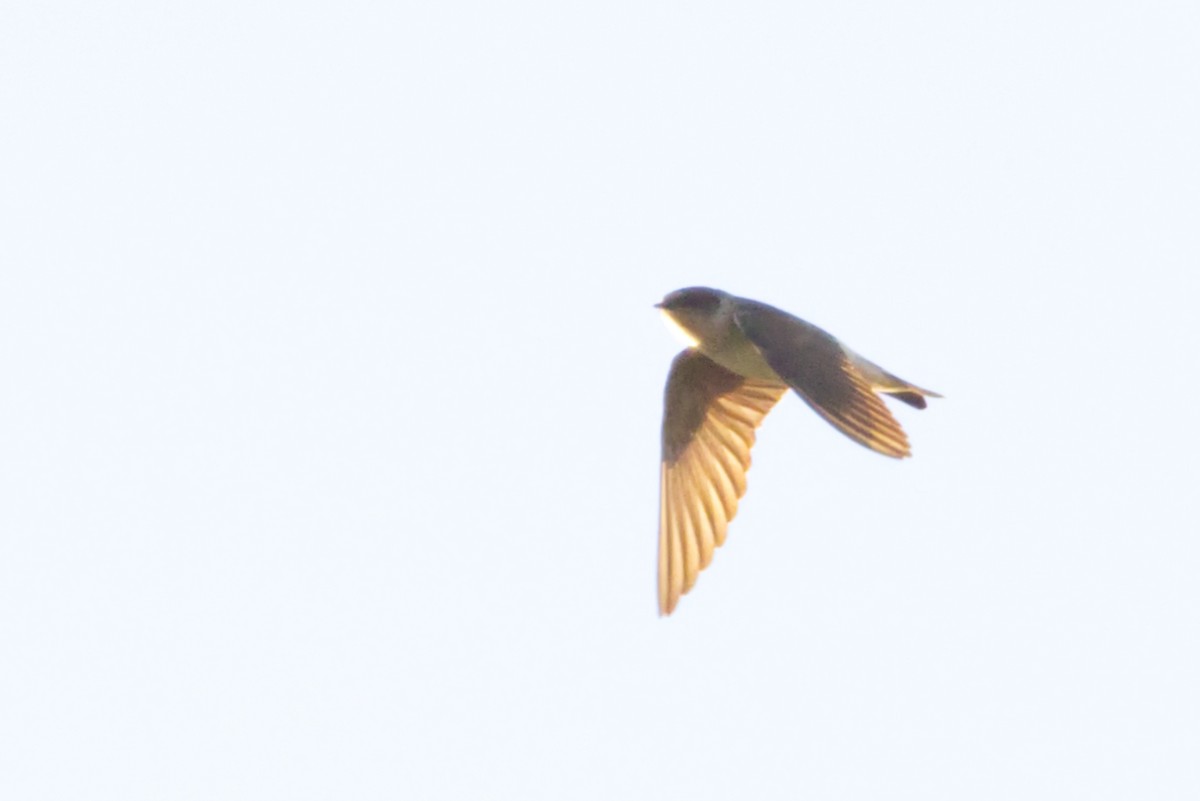 Tree Martin - ML642370618