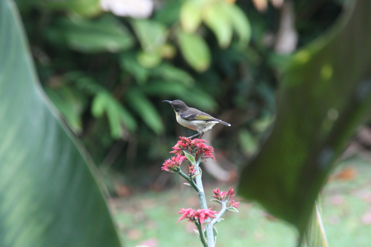 Sulphur-breasted Myzomela - ML642370645