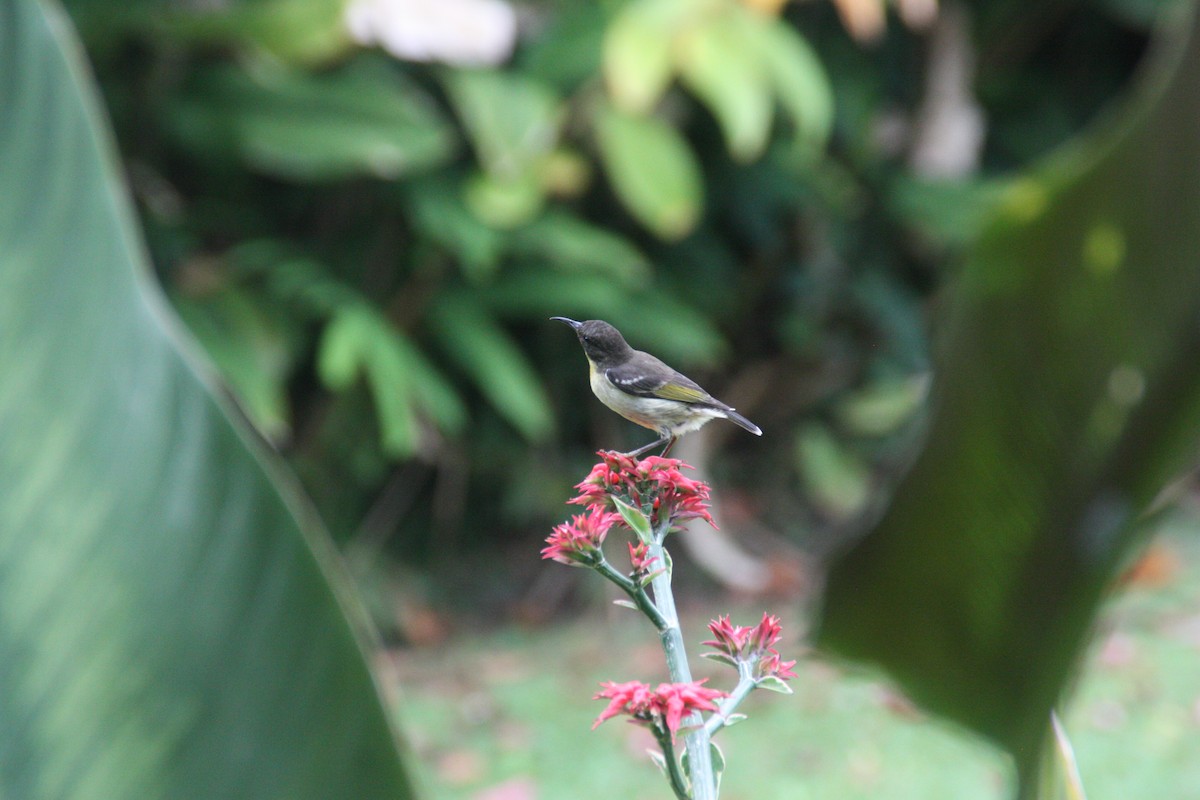 Sulphur-breasted Myzomela - ML642370653