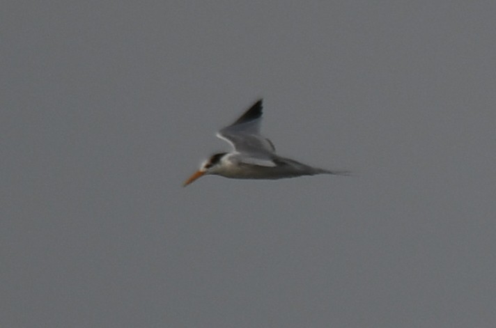 Lesser Crested Tern - ML642370737