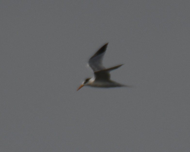 Lesser Crested Tern - ML642370738