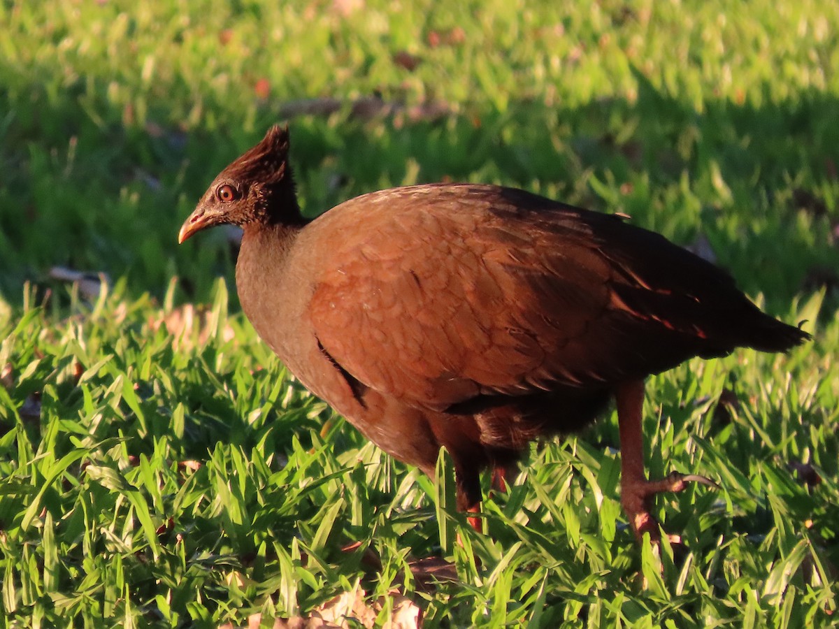Orange-footed Megapode - ML642370740