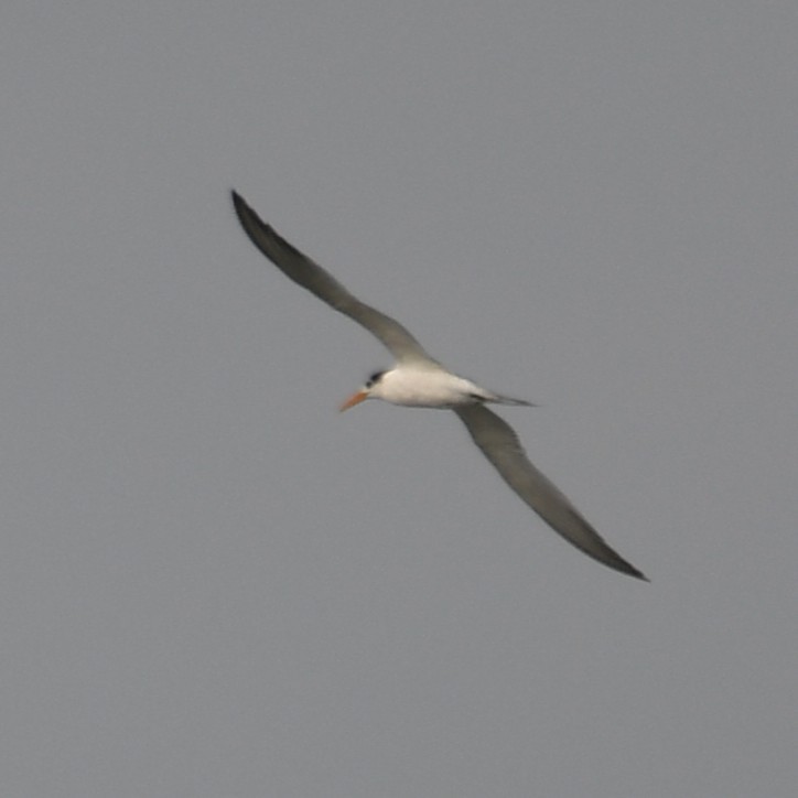Lesser Crested Tern - ML642370741