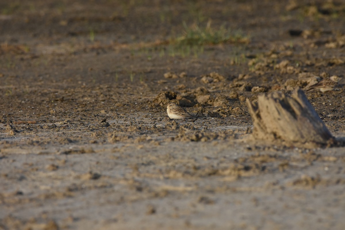 Greater Short-toed Lark - ML642370743