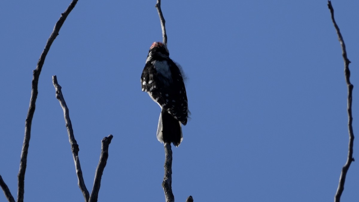 Downy Woodpecker - ML642370744
