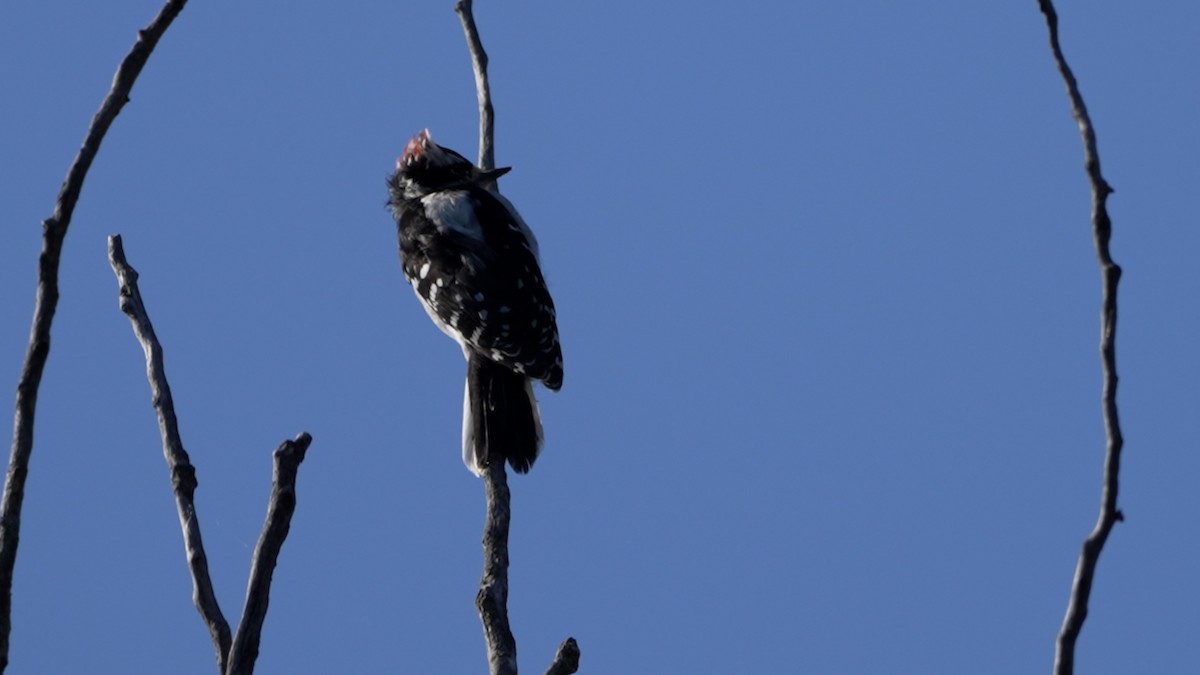 Downy Woodpecker - ML642370746