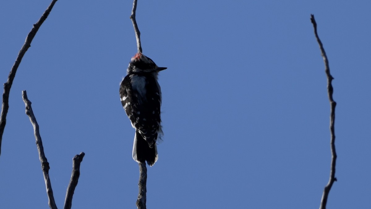 Downy Woodpecker - ML642370747