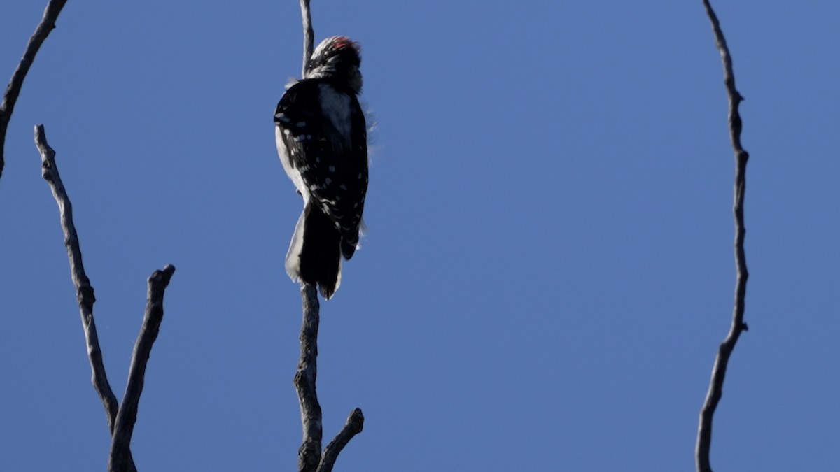 Downy Woodpecker - ML642370748