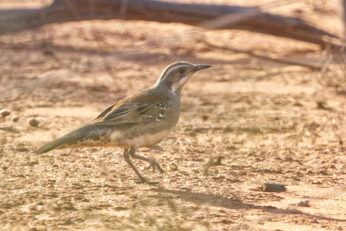 Copperback Quail-thrush - ML642370751