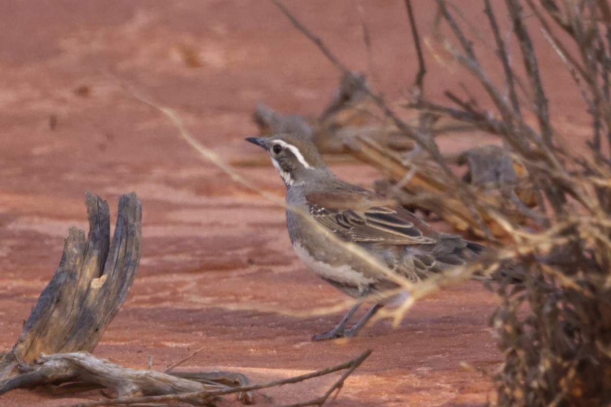Copperback Quail-thrush - ML642370758