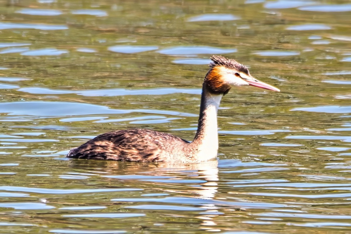 Great Crested Grebe - ML642370760