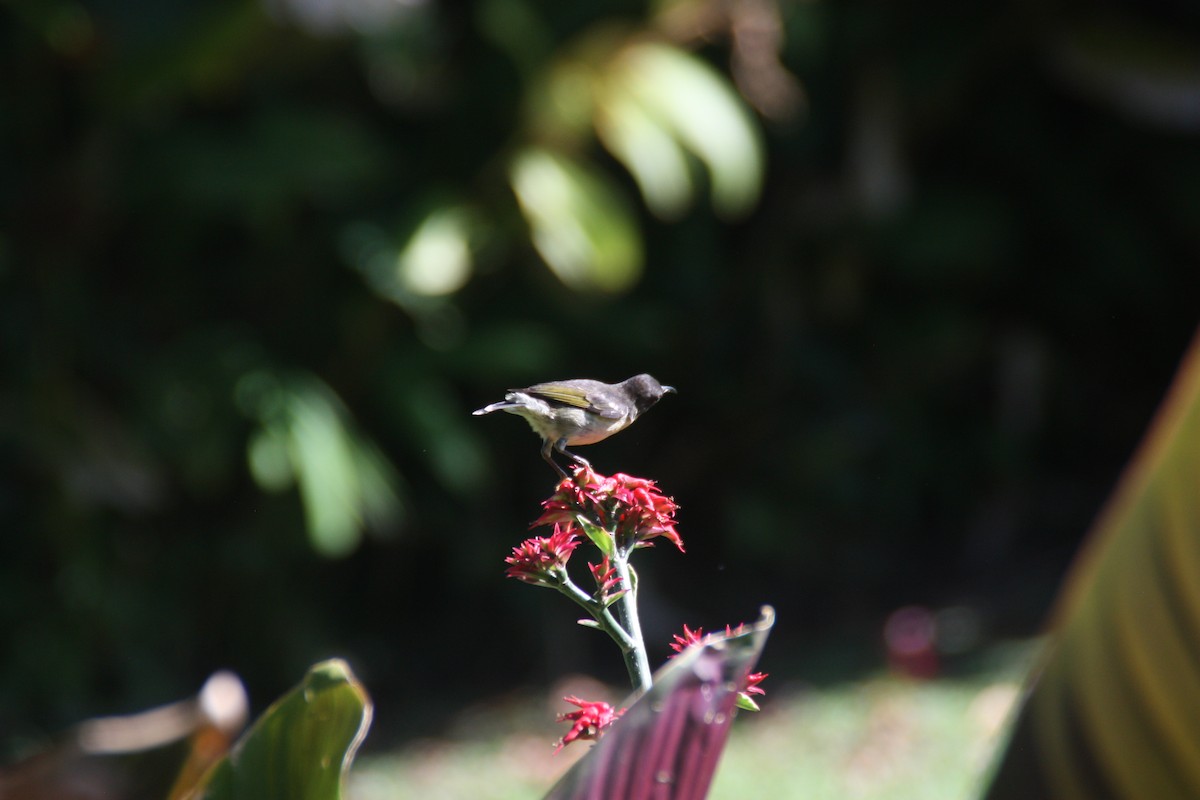 Sulphur-breasted Myzomela - ML642370761