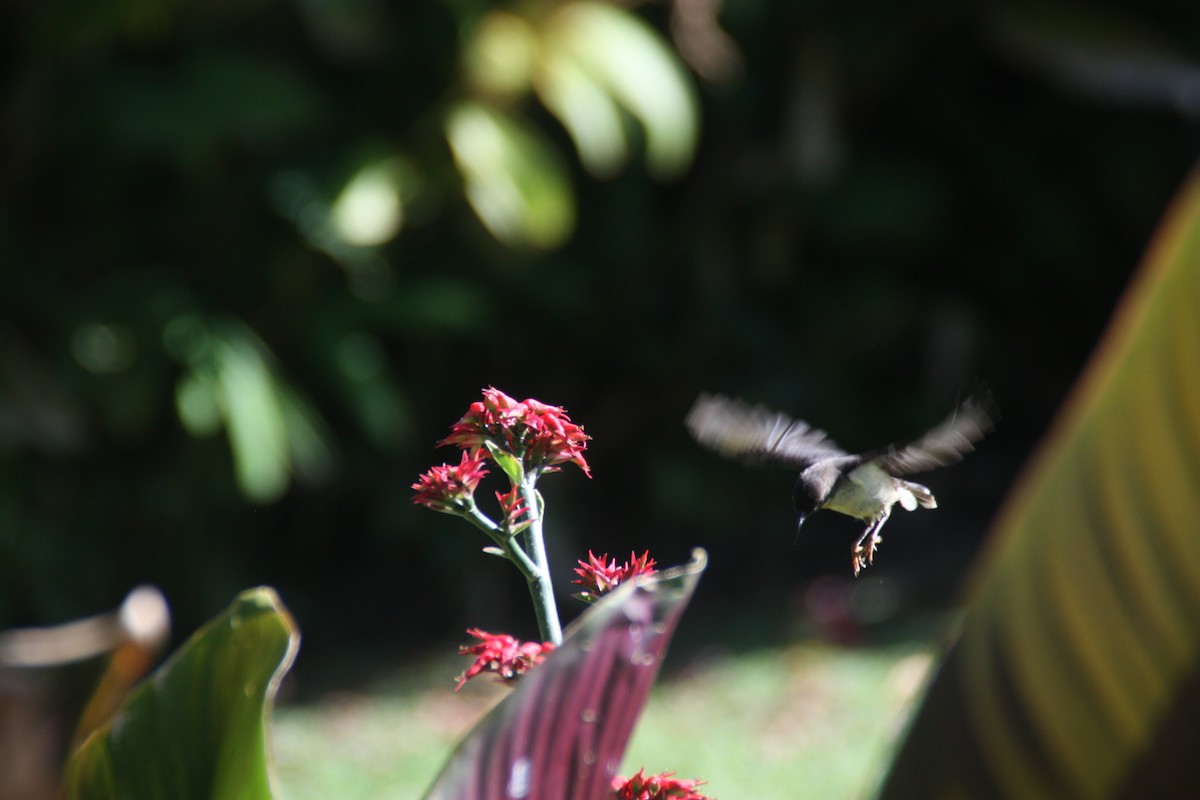 Sulphur-breasted Myzomela - ML642370763