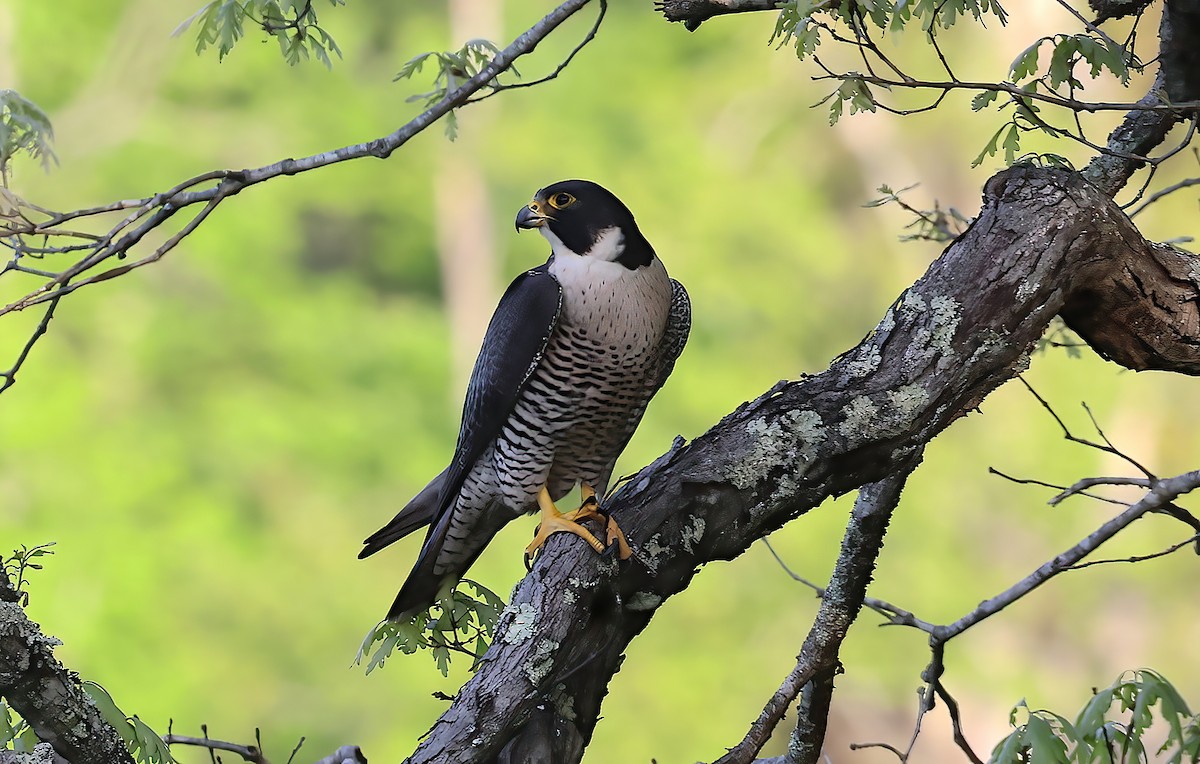 Peregrine Falcon - ML642370766