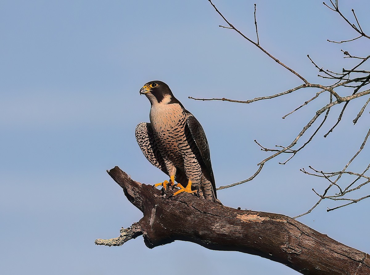 Peregrine Falcon - ML642370767