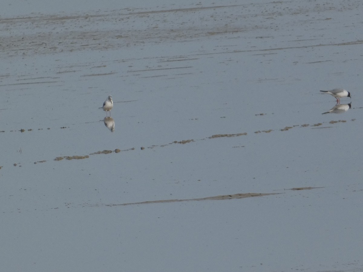 Bonaparte's Gull - ML642370769