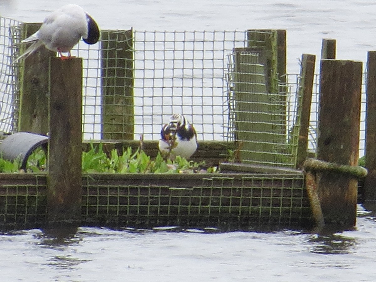Ruddy Turnstone - ML642370773