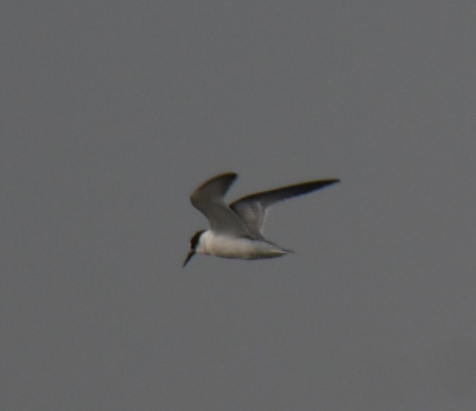 Little Tern - ML642370775