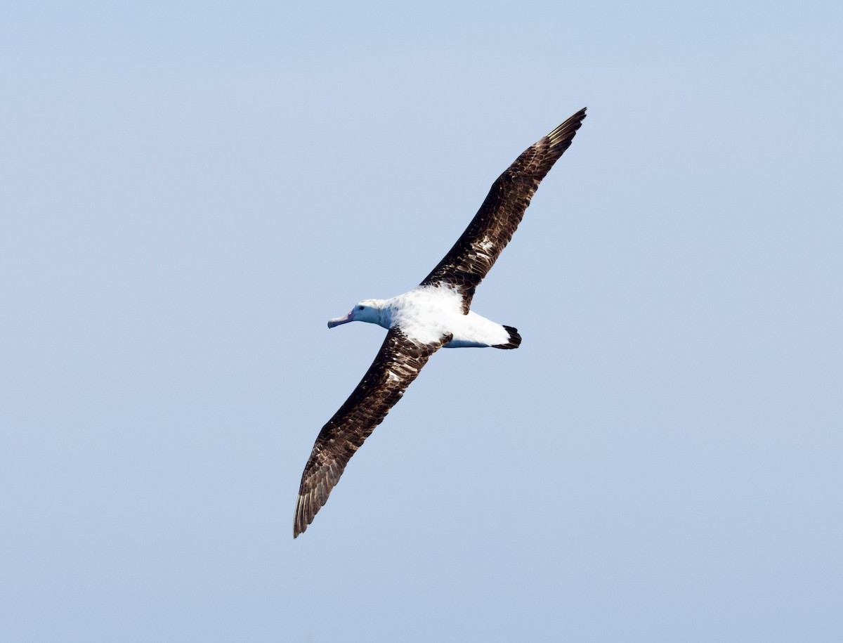 Antipodean Albatross (Gibson's) - ML642370779