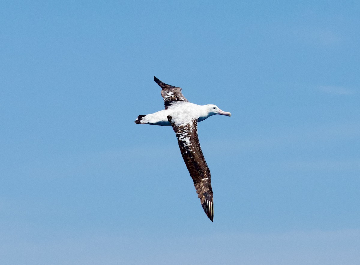Antipodean Albatross (Gibson's) - ML642370781