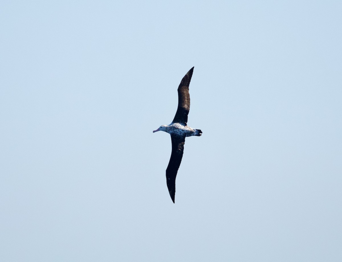 Antipodean Albatross (Gibson's) - ML642370785