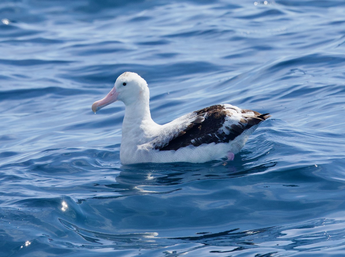 Antipodean Albatross (Gibson's) - ML642370789