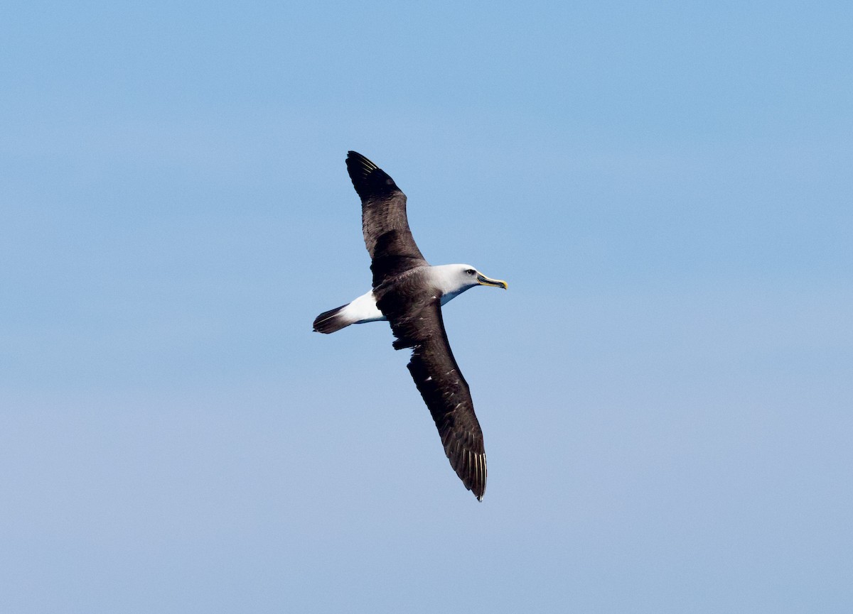 Albatros de Buller - ML642370790